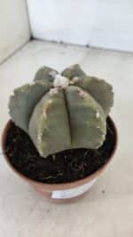 ASTROPHYTUM MYRIOSTIGMA "Multicostatum - 6 quinas "  Nº 1014 – vaso 11 - Imagem 6