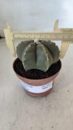 ASTROPHYTUM MYRIOSTIGMA "Multicostatum - 6 quinas "  Nº 1014 – vaso 11 - Imagem 4