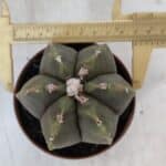 ASTROPHYTUM MYRIOSTIGMA "Multicostatum - 6 quinas "  Nº 1014 – vaso 11