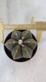 ASTROPHYTUM MYRIOSTIGMA "Multicostatum - 6 quinas "  Nº 1014 – vaso 11