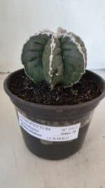 ASTROPHYTUM MYRIOSTIGMA cv KIKKO "Multicostatum - 6 quinas "  Nº 1015 – vaso 15 - Imagem 2