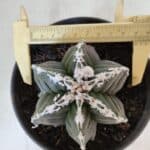 ASTROPHYTUM MYRIOSTIGMA cv KIKKO "Multicostatum - 6 quinas "  Nº 1015 – vaso 15