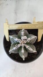 ASTROPHYTUM MYRIOSTIGMA cv KIKKO "Multicostatum - 6 quinas "  Nº 1015 – vaso 15