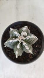 ASTROPHYTUM MYRIOSTIGMA cv KIKKO "Multicostatum - 6 quinas "  Nº 1015 – vaso 15 - Imagem 3