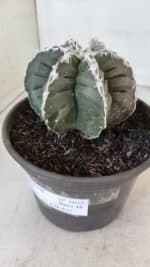 ASTROPHYTUM MYRIOSTIGMA cv KIKKO "Multicostatum - 6 quinas "  Nº 1015 – vaso 15 - Imagem 11