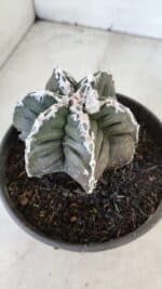 ASTROPHYTUM MYRIOSTIGMA cv KIKKO "Multicostatum - 6 quinas "  Nº 1015 – vaso 15 - Imagem 10