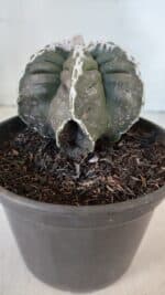 ASTROPHYTUM MYRIOSTIGMA cv KIKKO "Multicostatum - 6 quinas "  Nº 1015 – vaso 15 - Imagem 7