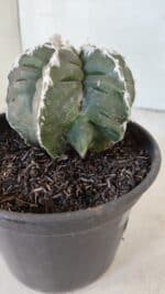 ASTROPHYTUM MYRIOSTIGMA cv KIKKO "Multicostatum - 6 quinas "  Nº 1015 – vaso 15 - Imagem 9