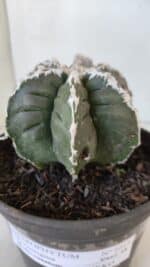 ASTROPHYTUM MYRIOSTIGMA cv KIKKO "Multicostatum - 6 quinas "  Nº 1015 – vaso 15 - Imagem 8