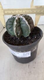 ASTROPHYTUM MYRIOSTIGMA cv KIKKO "Multicostatum - 6 quinas "  Nº 1015 – vaso 15 - Imagem 4