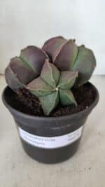 ASTROPHYTUM MYRIOSTIGMA Nº 875 – vaso 15 - Imagem 2