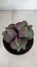 ASTROPHYTUM MYRIOSTIGMA Nº 875 – vaso 15 - Imagem 7