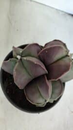 ASTROPHYTUM MYRIOSTIGMA Nº 875 – vaso 15 - Imagem 6