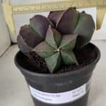 ASTROPHYTUM MYRIOSTIGMA Nº 875 – vaso 15