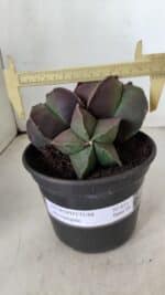 ASTROPHYTUM MYRIOSTIGMA Nº 875 – vaso 15