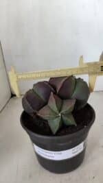 ASTROPHYTUM MYRIOSTIGMA Nº 875 – vaso 15 - Imagem 5