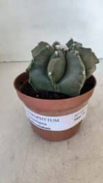 ASTROPHYTUM MYRIOSTIGMA "Multicostatum - 7 quinas "  Nº 1017 – vaso 11 - Imagem 2