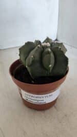 ASTROPHYTUM MYRIOSTIGMA "Multicostatum - 7 quinas "  Nº 1017 – vaso 11 - Imagem 10