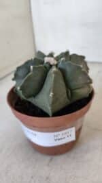 ASTROPHYTUM MYRIOSTIGMA "Multicostatum - 7 quinas "  Nº 1017 – vaso 11 - Imagem 9