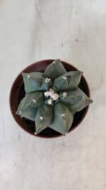 ASTROPHYTUM MYRIOSTIGMA "Multicostatum - 7 quinas "  Nº 1017 – vaso 11 - Imagem 3