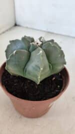 ASTROPHYTUM MYRIOSTIGMA "Multicostatum - 7 quinas "  Nº 1017 – vaso 11 - Imagem 7