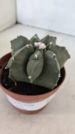 ASTROPHYTUM MYRIOSTIGMA "Multicostatum - 7 quinas "  Nº 1017 – vaso 11 - Imagem 6