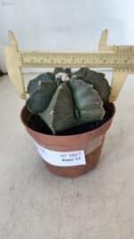 ASTROPHYTUM MYRIOSTIGMA "Multicostatum - 7 quinas "  Nº 1017 – vaso 11 - Imagem 5