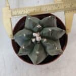 ASTROPHYTUM MYRIOSTIGMA "Multicostatum - 7 quinas "  Nº 1017 – vaso 11