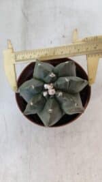 ASTROPHYTUM MYRIOSTIGMA "Multicostatum - 7 quinas "  Nº 1017 – vaso 11