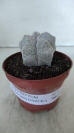 ASTROPHYTUM MYRIOSTIGMA Onzuka  Nº 721 – vaso 11 - Imagem 2