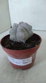 ASTROPHYTUM MYRIOSTIGMA Onzuka  Nº 721 – vaso 11 - Imagem 10