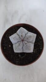 ASTROPHYTUM MYRIOSTIGMA Onzuka  Nº 721 – vaso 11 - Imagem 7