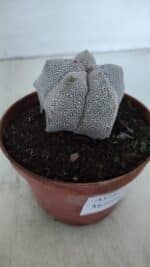 ASTROPHYTUM MYRIOSTIGMA Onzuka  Nº 721 – vaso 11 - Imagem 9