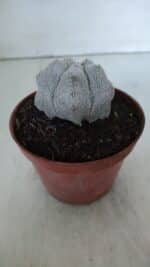 ASTROPHYTUM MYRIOSTIGMA Onzuka  Nº 721 – vaso 11 - Imagem 8