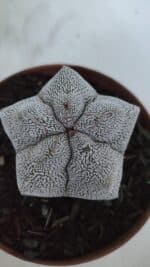 ASTROPHYTUM MYRIOSTIGMA Onzuka  Nº 721 – vaso 11 - Imagem 3