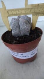 ASTROPHYTUM MYRIOSTIGMA Onzuka  Nº 721 – vaso 11 - Imagem 4