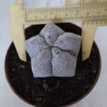 ASTROPHYTUM MYRIOSTIGMA Onzuka  Nº 721 – vaso 11
