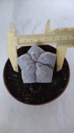 ASTROPHYTUM MYRIOSTIGMA Onzuka  Nº 721 – vaso 11