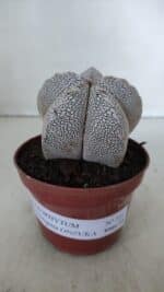 ASTROPHYTUM MYRIOSTIGMA Onzuka  Nº 722 – vaso 11 - Imagem 2