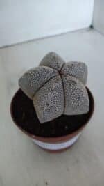 ASTROPHYTUM MYRIOSTIGMA Onzuka  Nº 722 – vaso 11 - Imagem 10