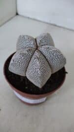 ASTROPHYTUM MYRIOSTIGMA Onzuka  Nº 722 – vaso 11 - Imagem 9