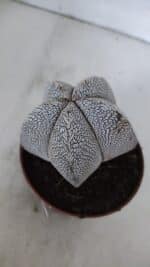 ASTROPHYTUM MYRIOSTIGMA Onzuka  Nº 722 – vaso 11 - Imagem 8