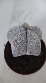 ASTROPHYTUM MYRIOSTIGMA Onzuka  Nº 722 – vaso 11 - Imagem 7