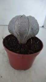 ASTROPHYTUM MYRIOSTIGMA Onzuka  Nº 722 – vaso 11 - Imagem 6