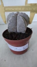 ASTROPHYTUM MYRIOSTIGMA Onzuka  Nº 722 – vaso 11 - Imagem 4