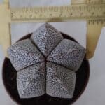 ASTROPHYTUM MYRIOSTIGMA Onzuka  Nº 722 – vaso 11