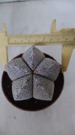 ASTROPHYTUM MYRIOSTIGMA Onzuka  Nº 722 – vaso 11