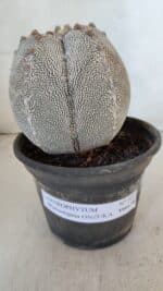 ASTROPHYTUM MYRIOSTIGMA Onzuka "V Type"  Nº 725 – vaso 15 - Imagem 2