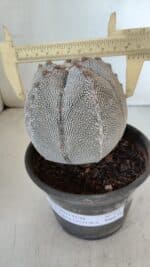 ASTROPHYTUM MYRIOSTIGMA Onzuka "V Type"  Nº 725 – vaso 15 - Imagem 4