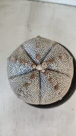 ASTROPHYTUM MYRIOSTIGMA Onzuka "V Type"  Nº 725 – vaso 15 - Imagem 3